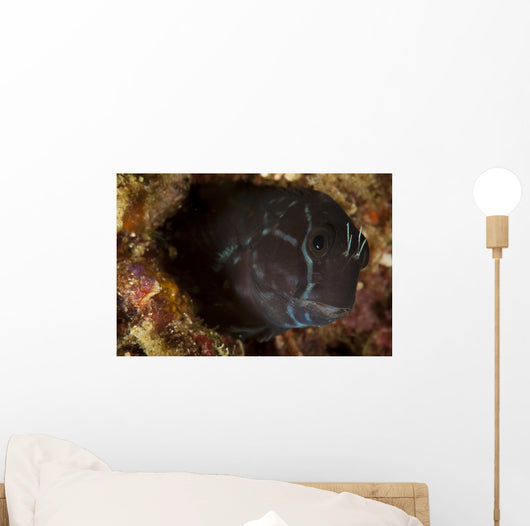 Brown Coral Blenny Peering Wall Decal