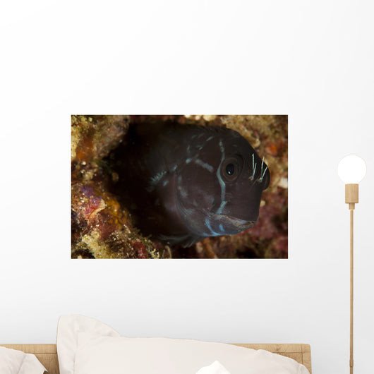 Brown Coral Blenny Peering Wall Decal