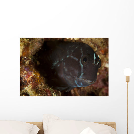 Brown Coral Blenny Peering Wall Decal
