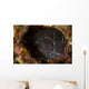 Brown Coral Blenny Peering Wall Decal