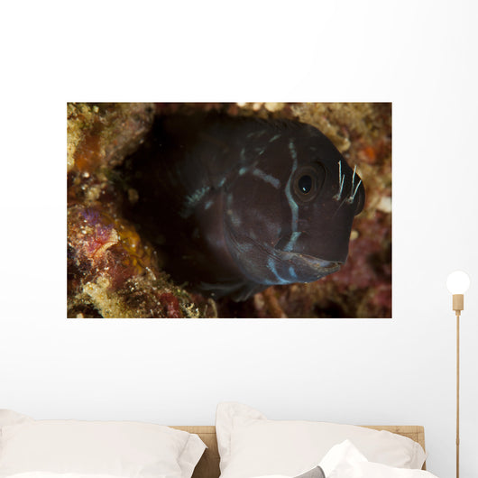 Brown Coral Blenny Peering Wall Decal