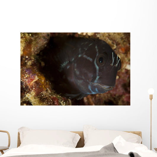 Brown Coral Blenny Peering Wall Decal