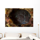 Brown Coral Blenny Peering Wall Decal