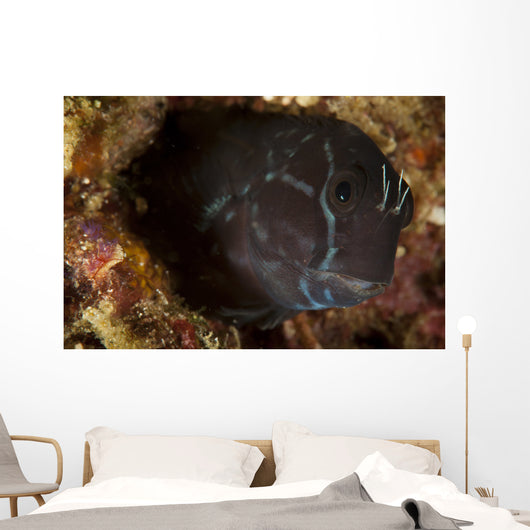 Brown Coral Blenny Peering Wall Decal
