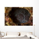 Brown Coral Blenny Peering Wall Decal