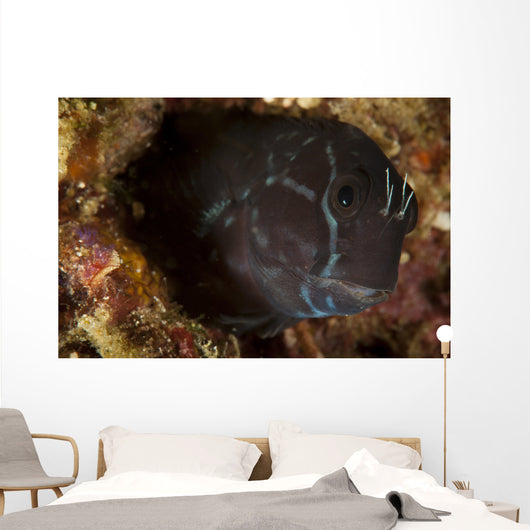 Brown Coral Blenny Peering Wall Decal