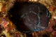 Brown Coral Blenny Peering Wall Decal