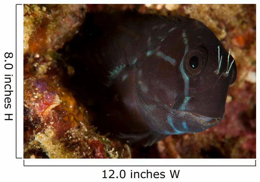 Brown Coral Blenny Peering Wall Decal