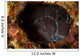 Brown Coral Blenny Peering Wall Decal