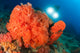 Colorful Reefs Covered Orange Wall Decal Design 3