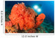 Colorful Reefs Covered Orange Wall Decal Design 3