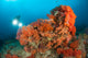 Colorful Reefs Covered Orange Wall Decal Design 2