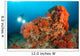 Colorful Reefs Covered Orange Wall Decal Design 2