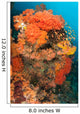 Colorful Reefs Covered Orange Wall Decal Design 1