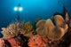 Diver Illuminates Mushroom Leather Wall Decal