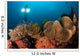 Diver Illuminates Mushroom Leather Wall Decal