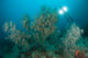 Black Coral Illuminated Diver Wall Decal