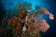 Reefscape with Black Coral Wall Decal