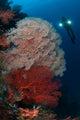 Sea Fans Illuminated Diver Wall Decal