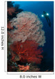 Sea Fans Illuminated Diver Wall Decal