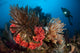 Diver Looks Raja Ampat Wall Decal