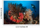Diver Looks Raja Ampat Wall Decal