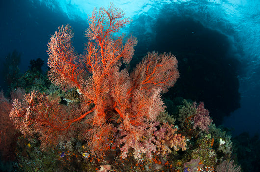 Reefscape Raja Ampat Covered Wall Decal Design 3