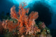 Reefscape Raja Ampat Covered Wall Decal Design 3