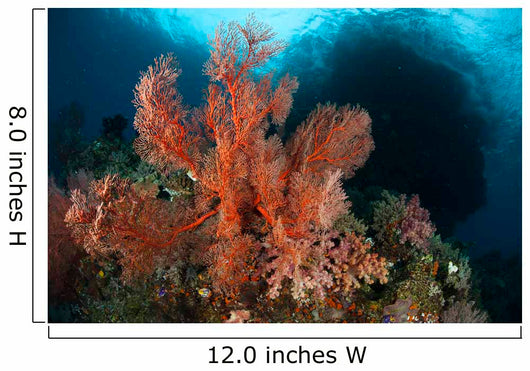 Reefscape Raja Ampat Covered Wall Decal Design 3