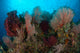 Reefscape Raja Ampat Covered Wall Decal Design 2