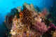 Colorful Crinoids and Soft Wall Decal Design 5