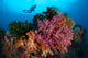 Diver Approaches Colorful Soft Wall Decal Design 5