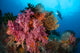 Diver Approaches Colorful Soft Wall Decal Design 4