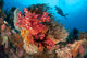 Diver Approaches Colorful Soft Wall Decal Design 2