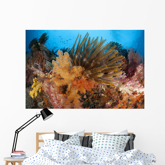 Colorful Crinoids and Soft Wall Decal Design 4