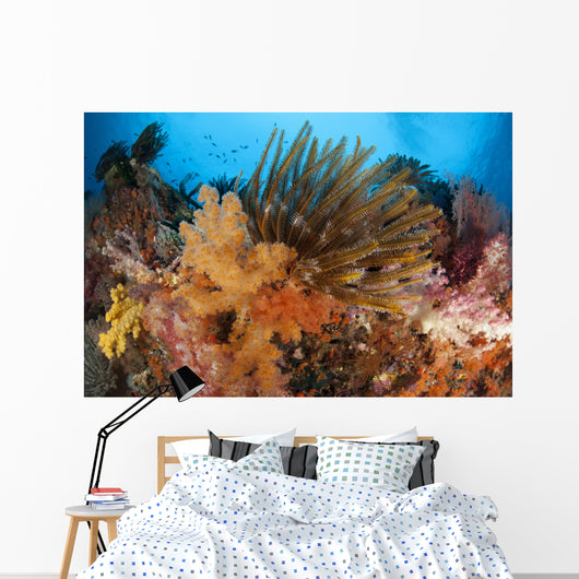 Colorful Crinoids and Soft Wall Decal Design 4