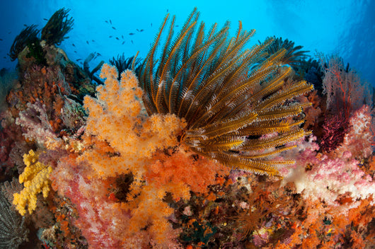 Colorful Crinoids and Soft Wall Decal Design 4