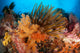 Colorful Crinoids and Soft Wall Decal Design 4