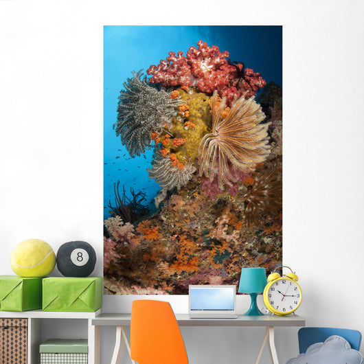 Colorful Crinoids and Soft Wall Decal Design 3