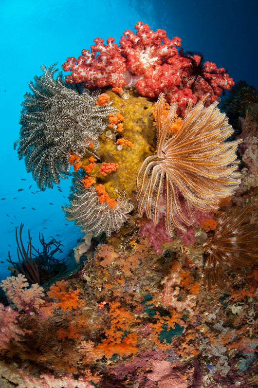 Colorful Crinoids and Soft Wall Decal Design 3