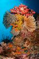 Colorful Crinoids and Soft Wall Decal Design 3