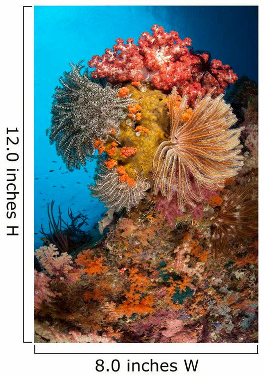 Colorful Crinoids and Soft Wall Decal Design 3