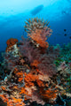 Colorful Crinoids and Soft Wall Decal Design 1