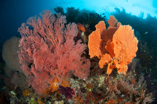 Reefscape Raja Ampat Covered Wall Decal Design 1