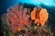 Reefscape Raja Ampat Covered Wall Decal Design 1