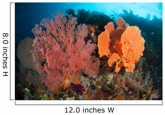 Reefscape Raja Ampat Covered Wall Decal Design 1