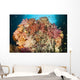 Dead Table Coral Now Wall Decal