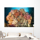 Dead Table Coral Now Wall Decal