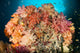 Dead Table Coral Now Wall Decal