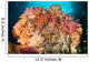 Dead Table Coral Now Wall Decal